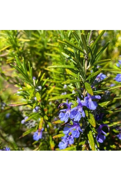 Rosmarinus officinalis Corsican Blue